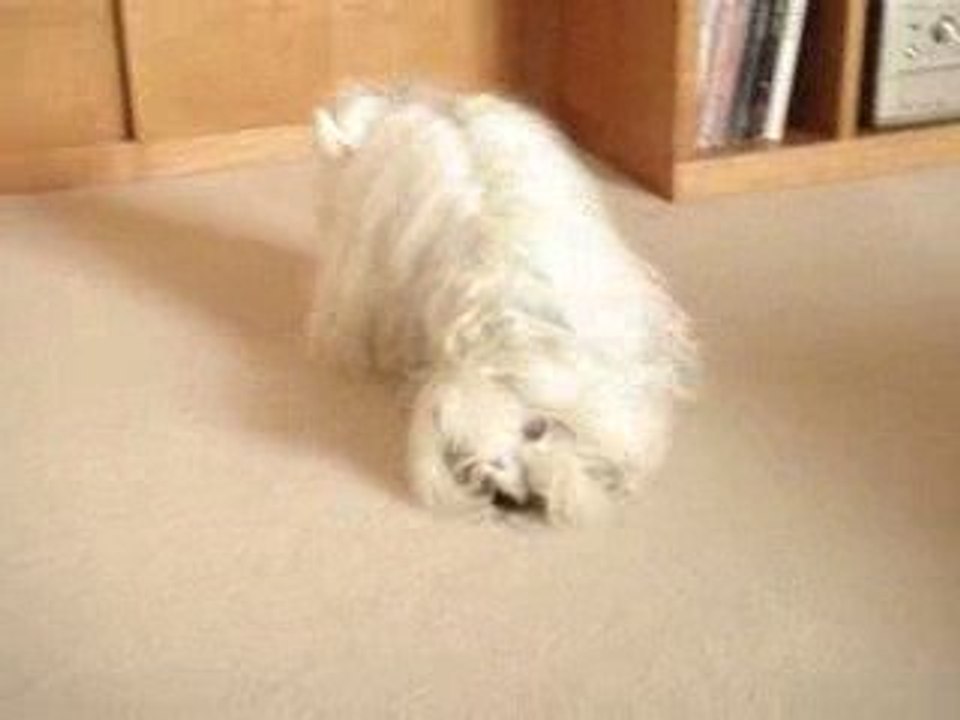 Cookie 050209 1