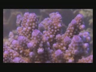 Marine Biology Lab