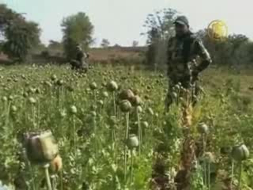 Indian Opium Crop Burned