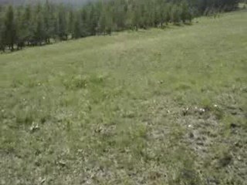 Les sauterelles des steppes