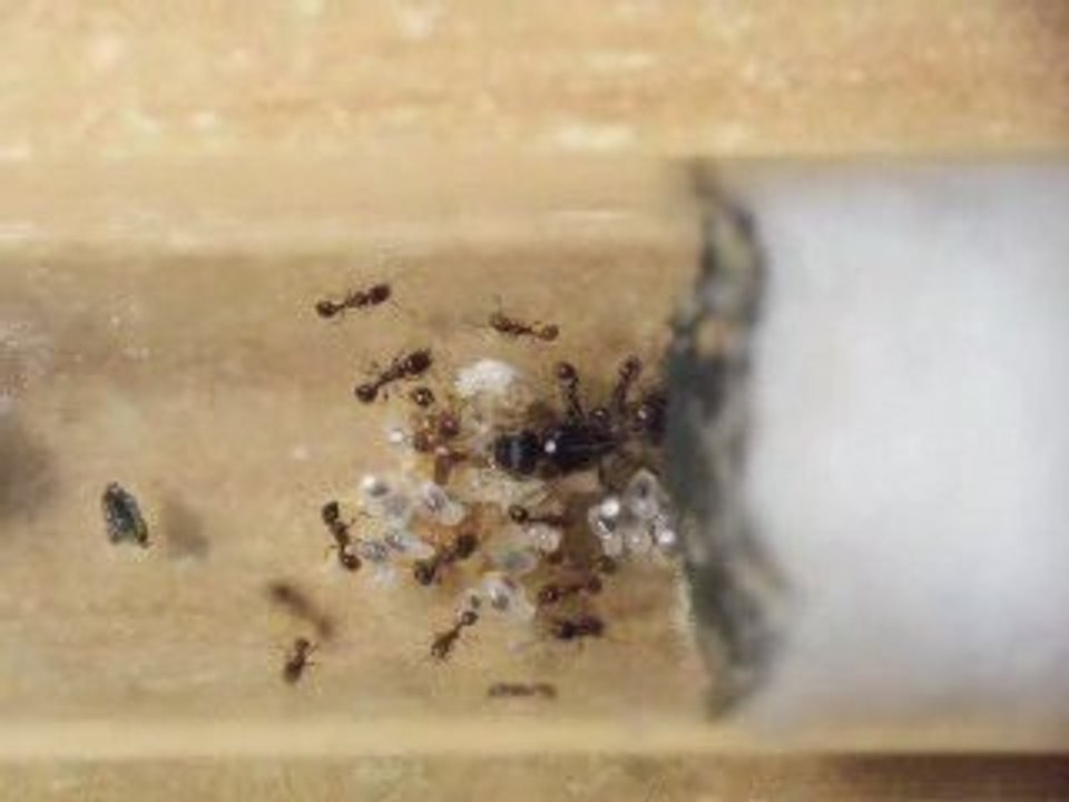Tetramorium caespitum