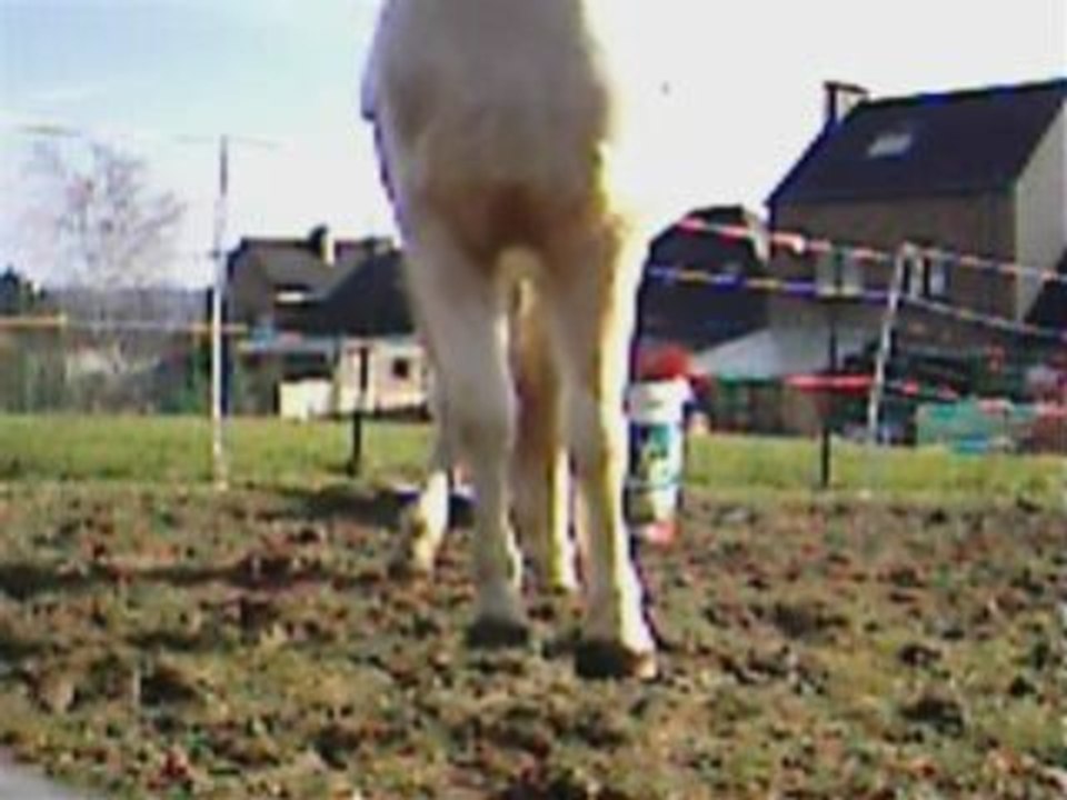 Obstacle patate