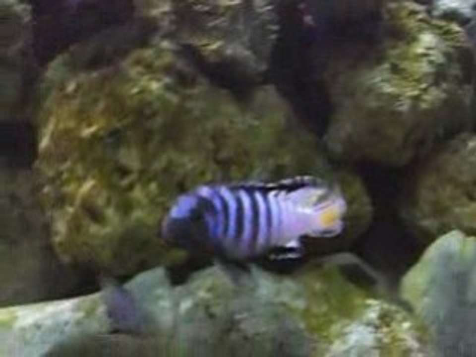 repro pseudo elongatus mpanga