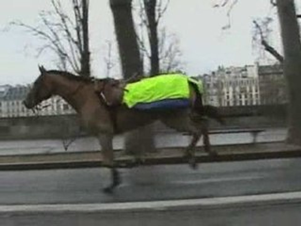 Runaway horse in Paris