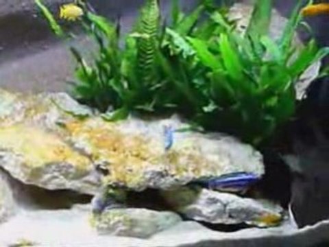 aquarium cichlidés mbunas