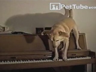 Paws Playing Piano - PetTube.com