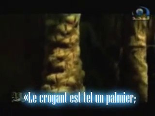 Le Croyant est tel un palmier