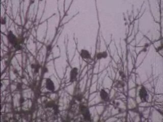 THIS BOOK OF THE LAW SHALL NOT DEPART OUT OF THY MOUTH