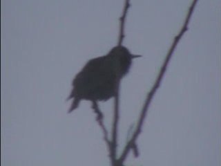 THOU SHALT MEDITATE THEREIN DAY AND NIGHT