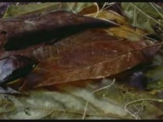 Planète terre-les jungles (2 de 4)