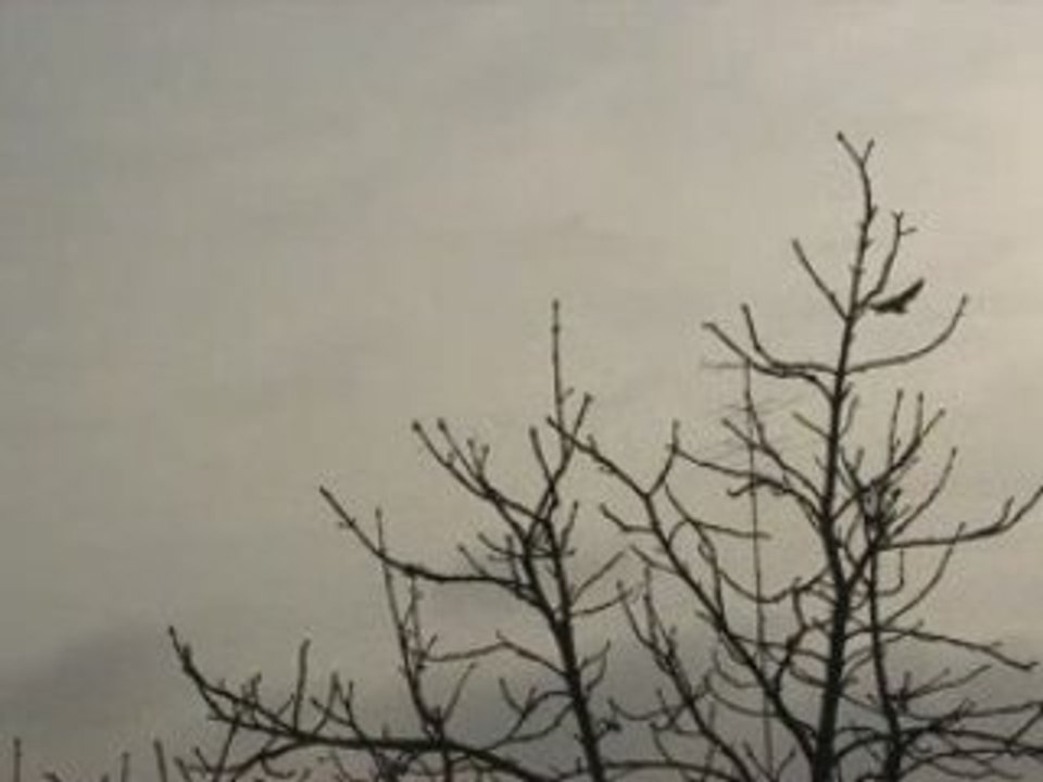 Goran Bregovich - Death