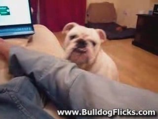 Funny english bulldog moaning to get on sofa