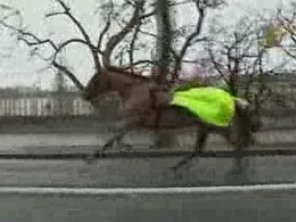 Riderless Horse Gallops through Paris