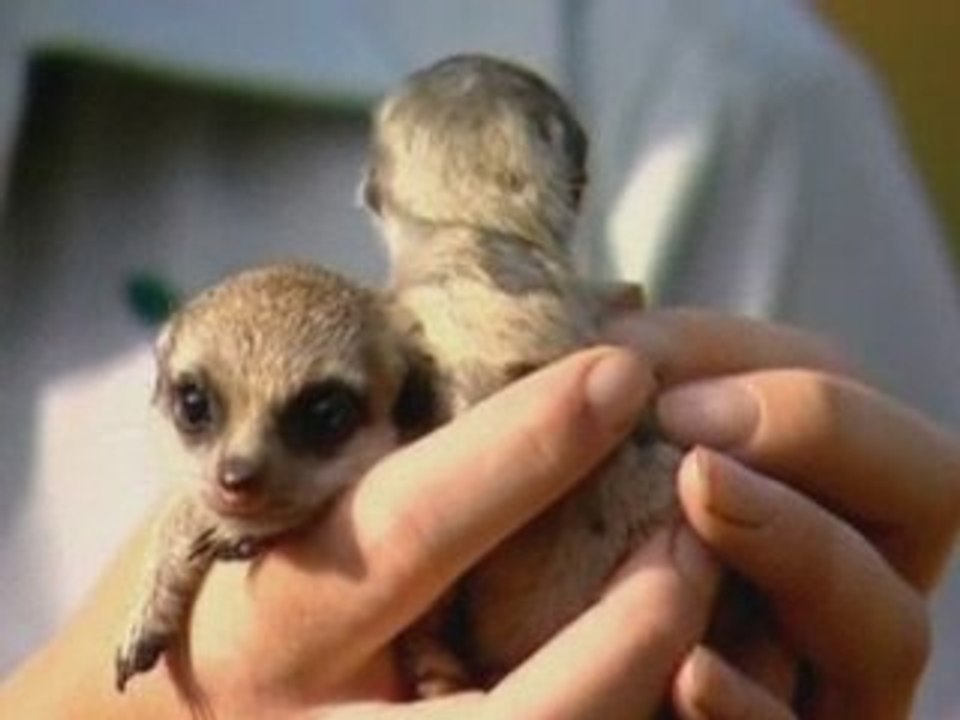 Meerkat pups make their debut at Australian zoo