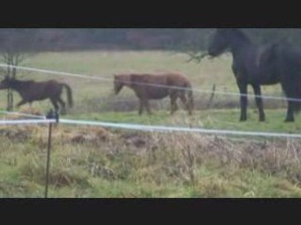 Nickel et les autres chevaux.