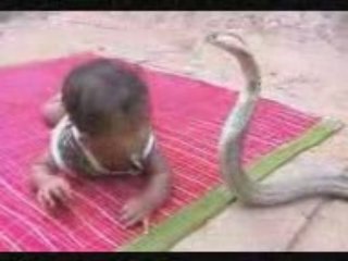 Baby Vs Cobra