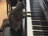 Gatto pianista