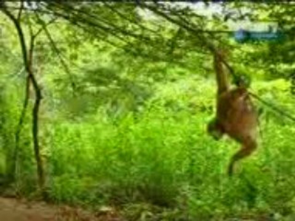 MONKEYS HUNTK