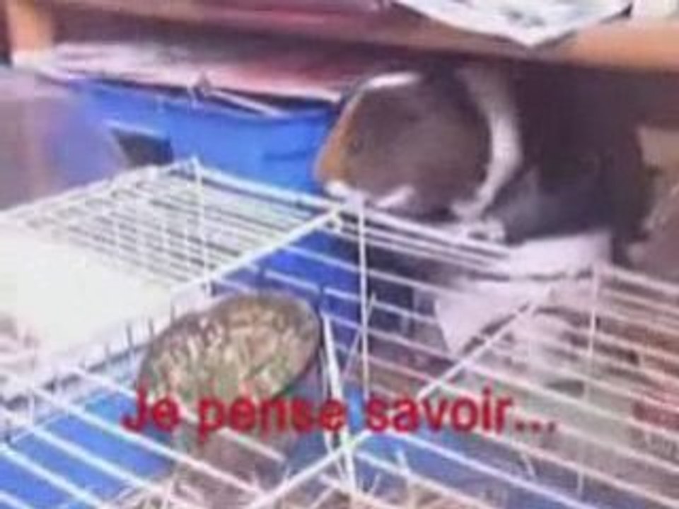 Le cochon d'inde acrobatique