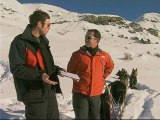 Chiens de traineau à Orcières