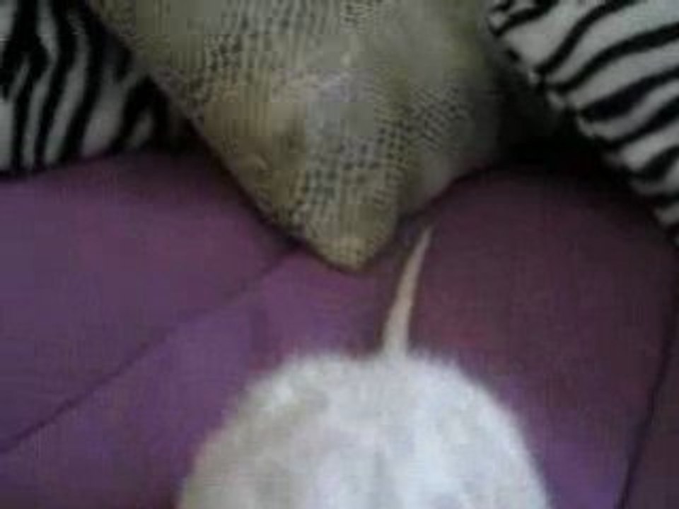 ramsès II se secoue