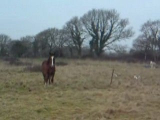 les vaches ont grandit