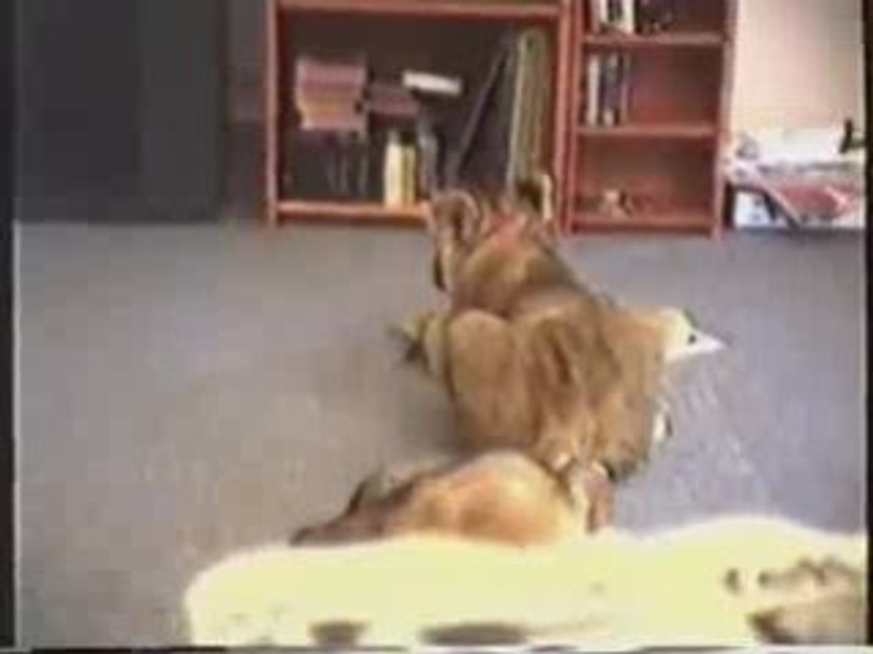 Leone e furetto