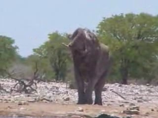 Namibie - Etosha park - Novembre 2001