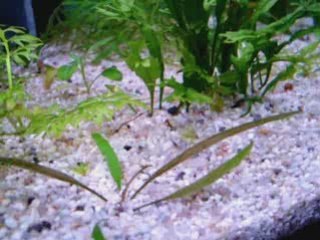 Corydoras nage libre1