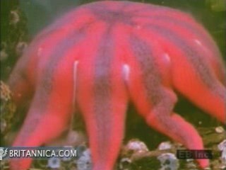 Starfish Life Cycle Explained 🐚