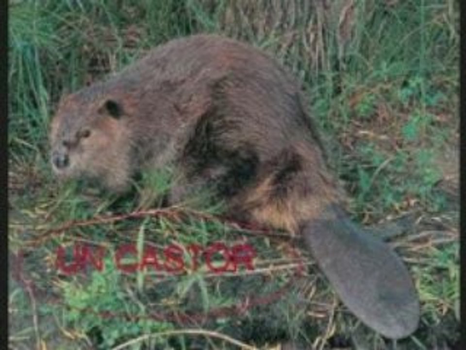 pourquoi les castors ont une queue plate? Vidéo Dailymotion