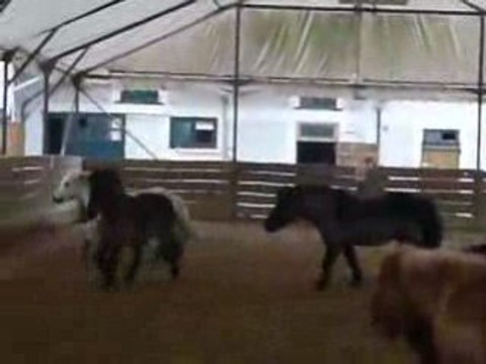 coup de cul au poney club du parc (1)