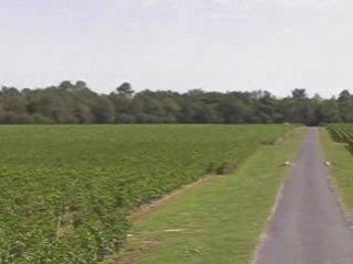 Domaine de Chevalier