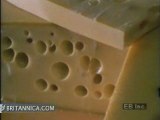 Making Emmentaler (Swiss Cheese)