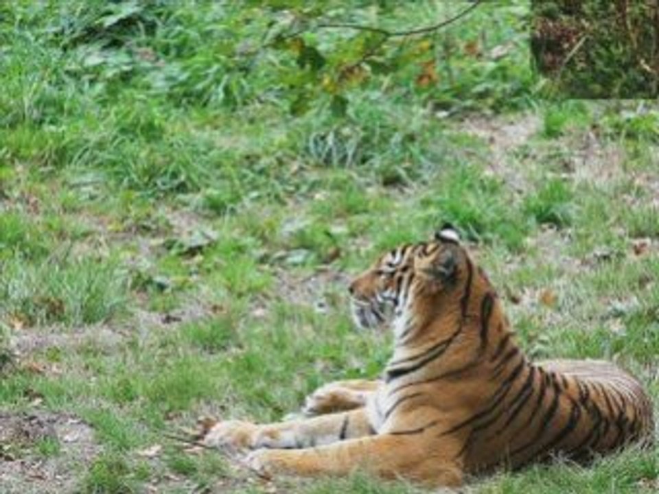 Felins    sauvage   Tigres