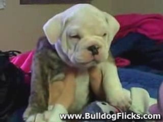 English Bulldog Puppy Playing - 8 Weeks Old