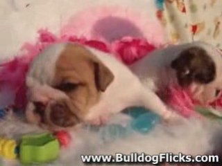 Cute english bulldog puppies being lazy!