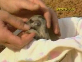 Baby Meerkats Debut in Sydney