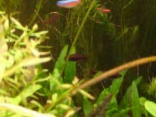 poisson crayon parade amoureuse