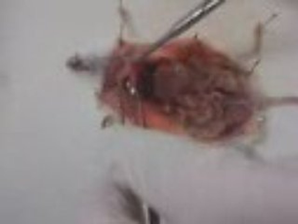 Moi qui disseque une souris en SVT