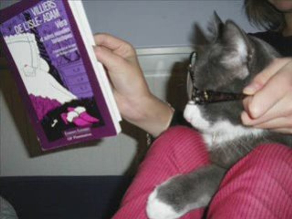 PiiERROT LE CHAT