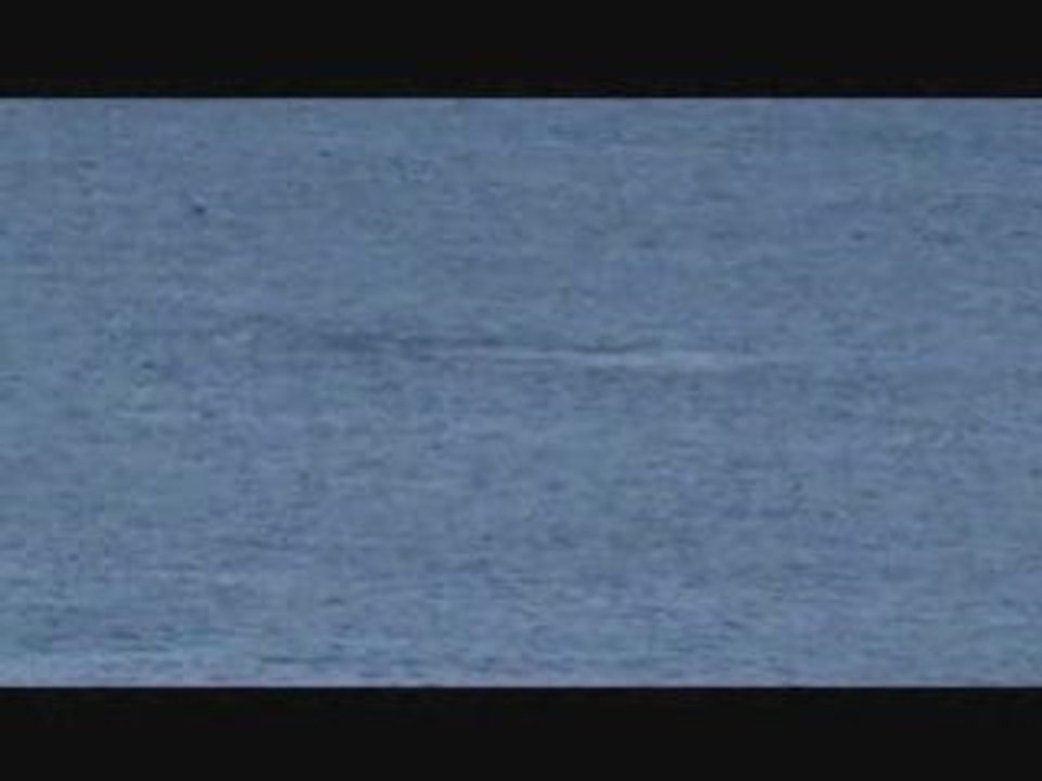 Orques passant au large - Ile Amsterdam