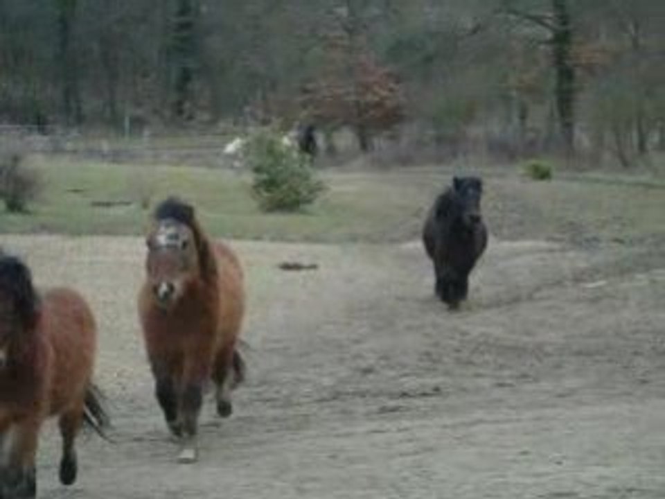 Les poneys de Néron qui rentre ^^