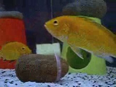 My 75lt Malavi Cichlid 4 - Labidochromis Caeruleus