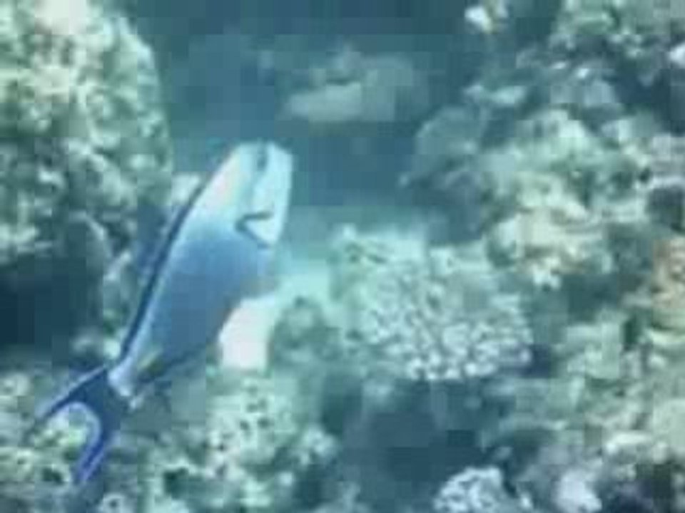 les sables blancs TADJOURAH part1