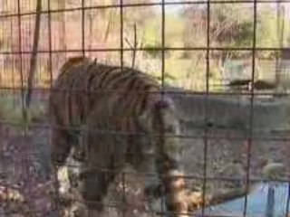 NEW TIGERS UPDATE! - Big Cat TV