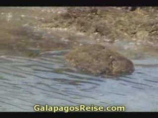 Islas Galapagos video fauna 02