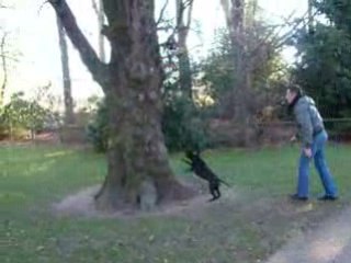 Staffordshire bull terrier saut 1