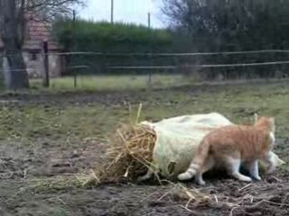 jeux de chats