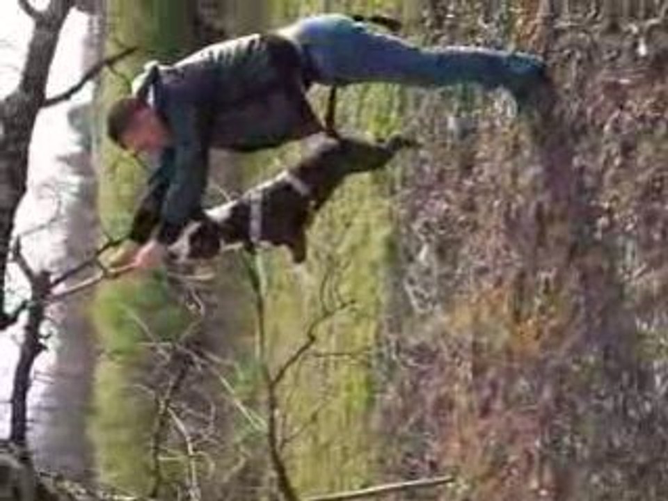 amstaff Daz chope 2